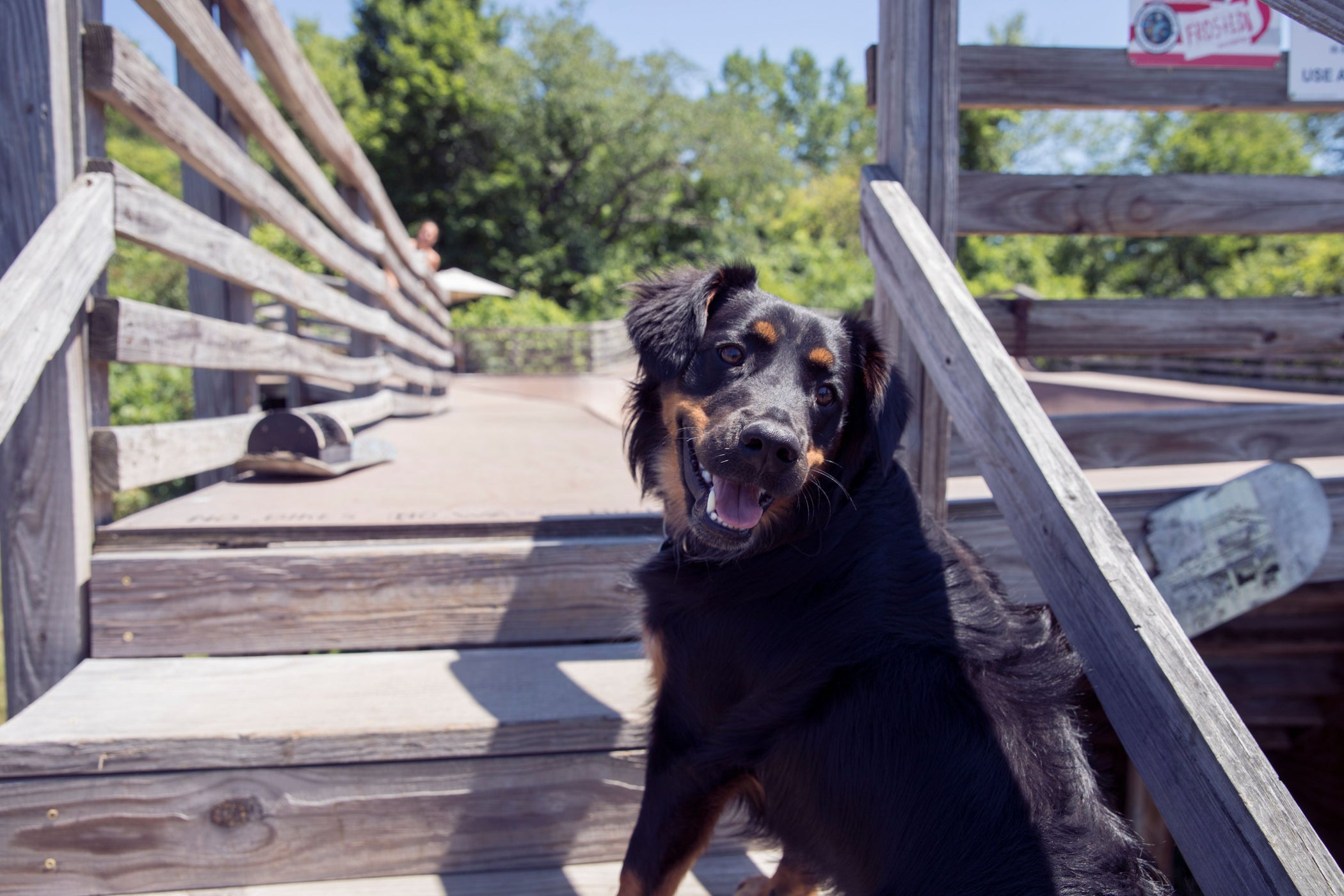 A Dog’s Day at Burton Headquarters